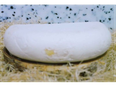 Chèvre de Bergues Past. de...