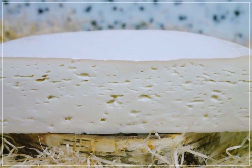 Chèvre de Bergues Past. de Moerenaar