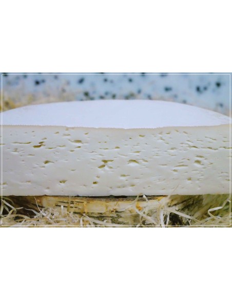 Chèvre de Bergues Past. de Moerenaar