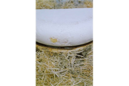 Chèvre de Bergues Past. de Moerenaar