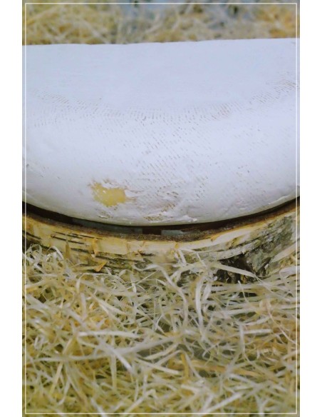 Chèvre de Bergues Past. de Moerenaar